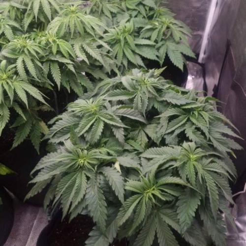 Kong'sKrush - GreenHouseSeed. Week 6
