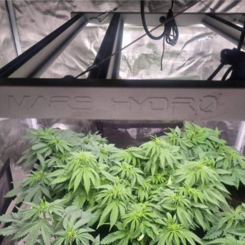 Kong'sKrush - GreenHouseSeed. Week 6