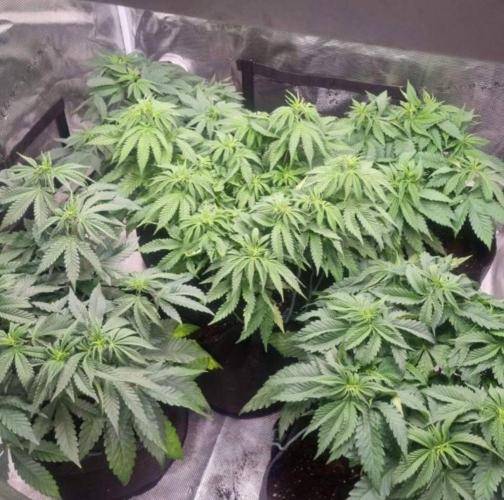Kong'sKrush - GreenHouseSeed. Week 6