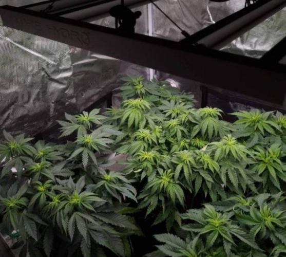 Kong'sKrush - GreenHouseSeed. Week 6