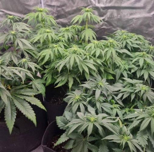 Kong'sKrush - GreenHouseSeed. Week 7