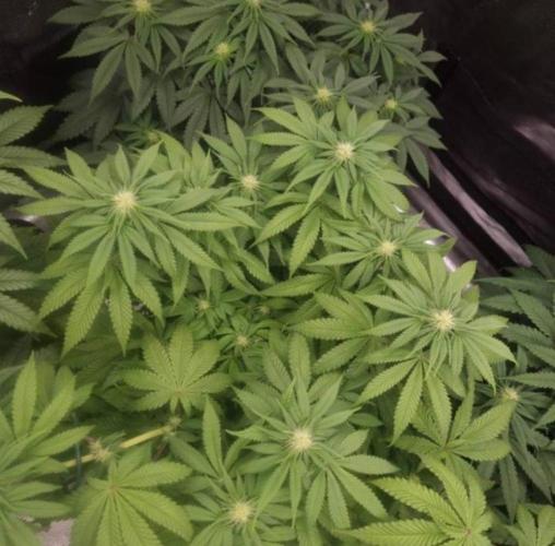 Kong'sKrush - GreenHouseSeed. Week 8