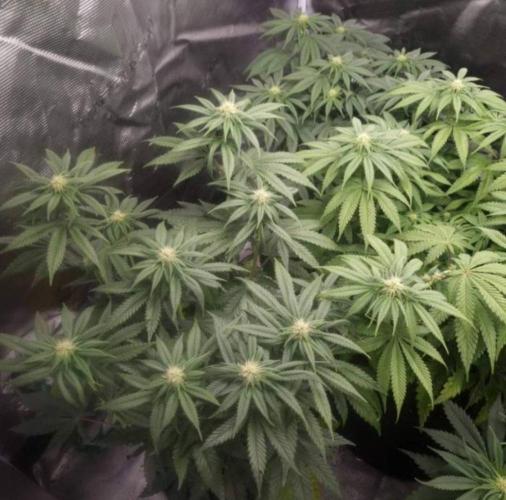 Kong'sKrush - GreenHouseSeed. Week 8