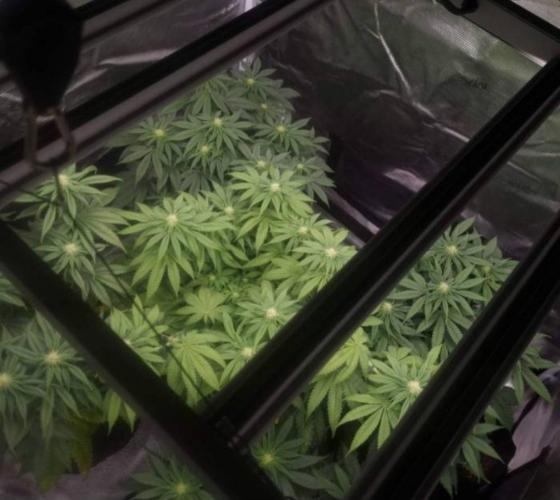 Kong'sKrush - GreenHouseSeed. Week 8
