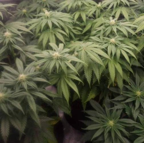 Kong'sKrush - GreenHouseSeed. Week 8