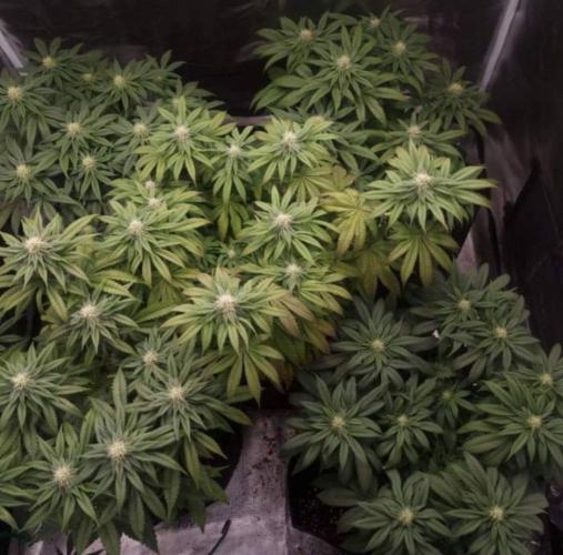 Kong'sKrush - GreenHouseSeed. Week 9