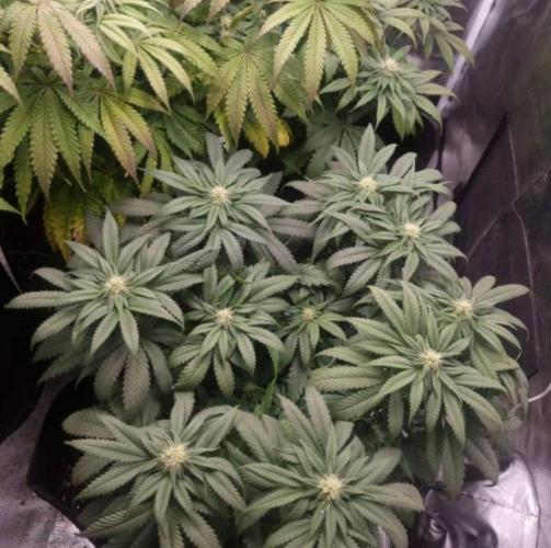 Kong'sKrush - GreenHouseSeed. Week 9