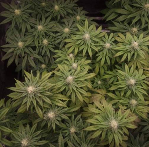Kong'sKrush - GreenHouseSeed. Week 9