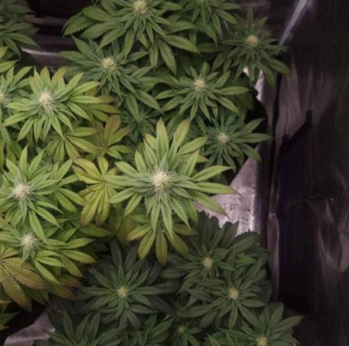 Kong'sKrush - GreenHouseSeed. Week 9