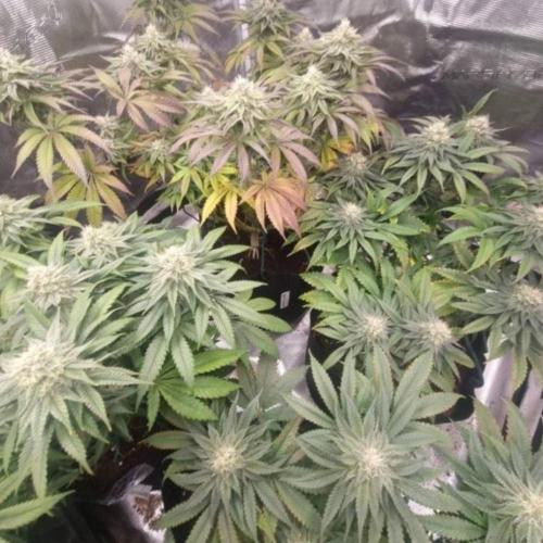 Kong'sKrush - GreenHouseSeed. Week 10