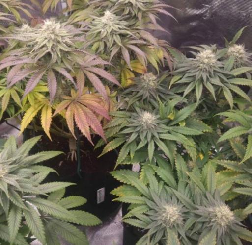 Kong'sKrush - GreenHouseSeed. Week 10