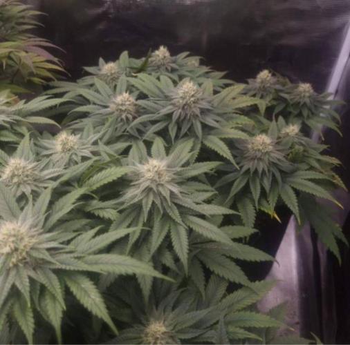 Kong'sKrush - GreenHouseSeed. Week 10