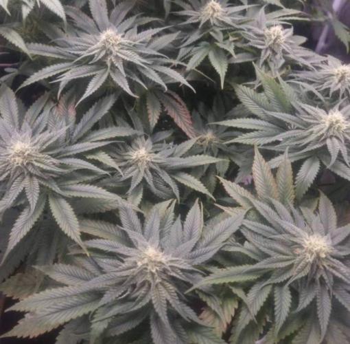 Kong'sKrush - GreenHouseSeed. Week 10