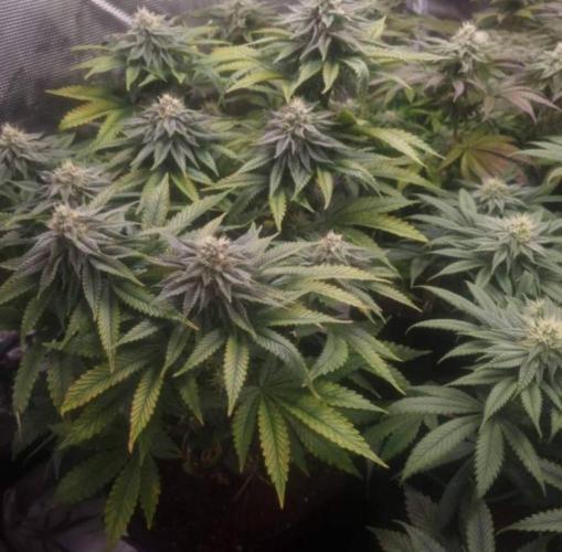 Kong'sKrush - GreenHouseSeed. Week 10