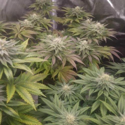 Kong'sKrush - GreenHouseSeed. Week 10