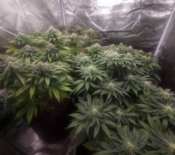 Kong'sKrush - GreenHouseSeed. Week 10