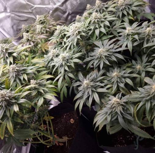Kong'sKrush - GreenHouseSeed. Week 10
