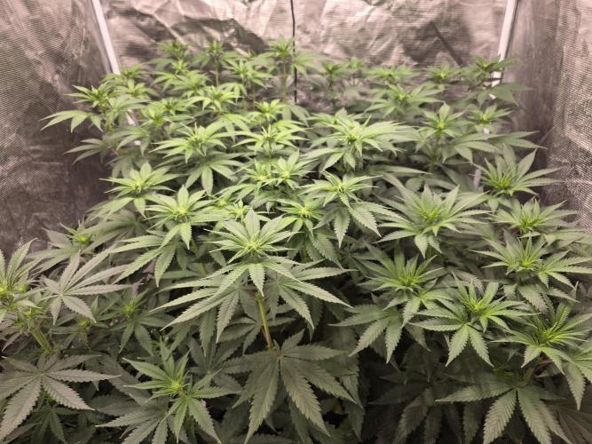 PurpleCookieKush - Sensi Seeds. Week 7