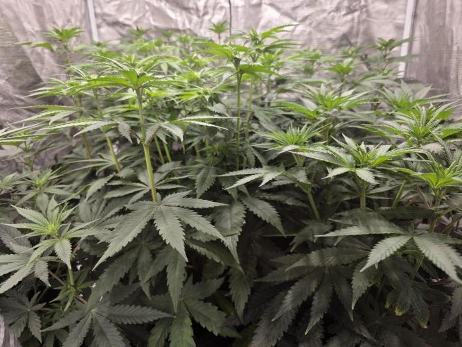 PurpleCookieKush - Sensi Seeds. Week 7