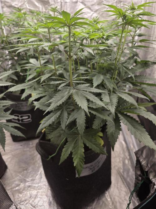 PurpleCookieKush - Sensi Seeds. Week 7