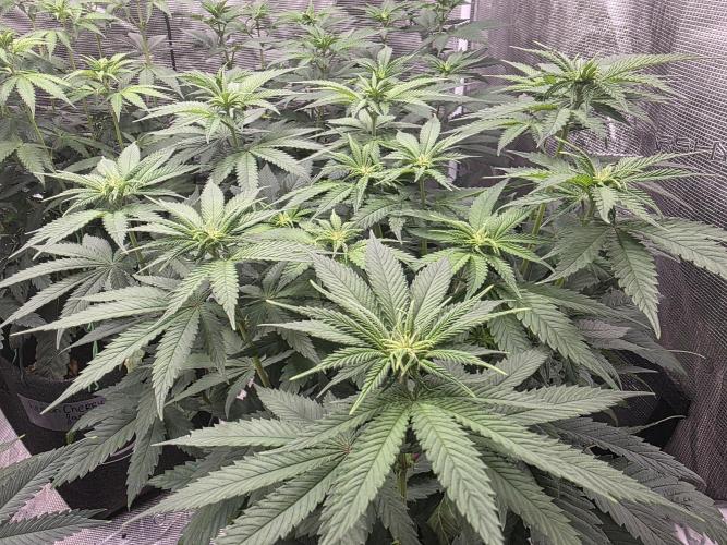 PurpleCookieKush - Sensi Seeds. Week 7