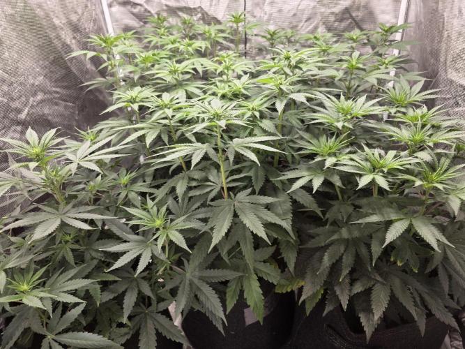 PurpleCookieKush - Sensi Seeds. Week 7