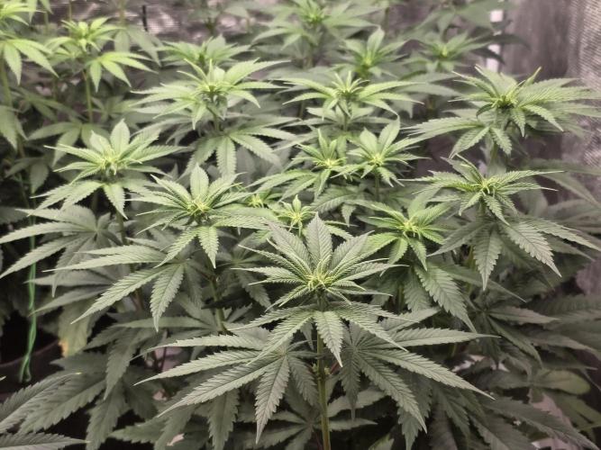 PurpleCookieKush - Sensi Seeds. Week 7