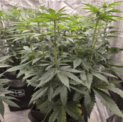 PurpleCookieKush - Sensi Seeds. Week 7