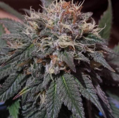 Kong'sKrush - GreenHouseSeed. Week 11