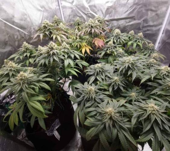 Kong'sKrush - GreenHouseSeed. Week 11