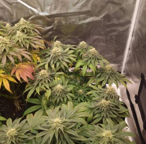 Kong'sKrush - GreenHouseSeed. Week 11