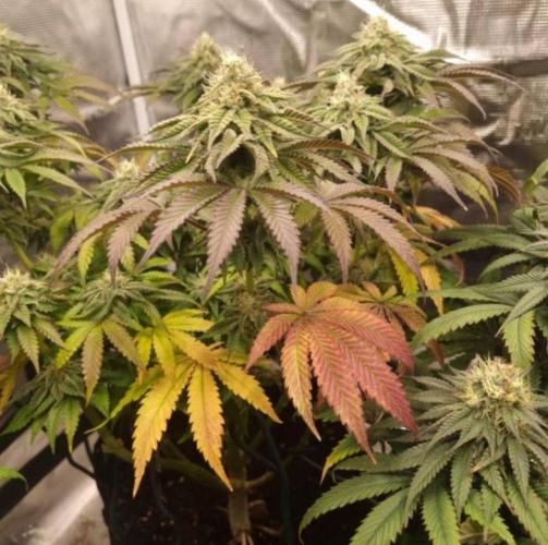 Kong'sKrush - GreenHouseSeed. Week 11