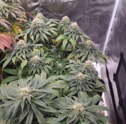 Kong'sKrush - GreenHouseSeed. Week 11