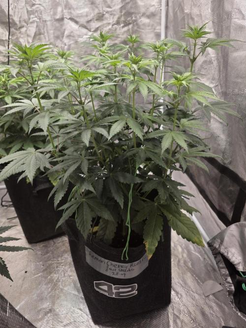 LemonCherryRuntz - FastBuds. Week 7
