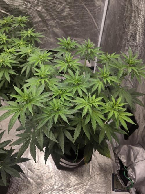 LemonCherryRuntz - FastBuds. Week 7