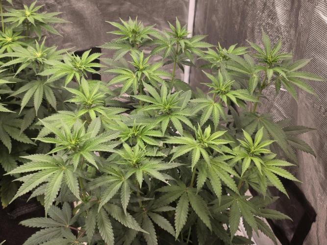 LemonCherryRuntz - FastBuds. Week 7