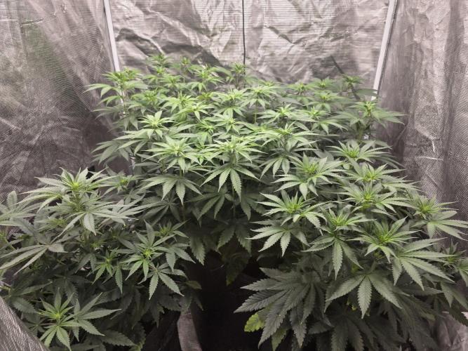 LemonCherryRuntz - FastBuds. Week 7