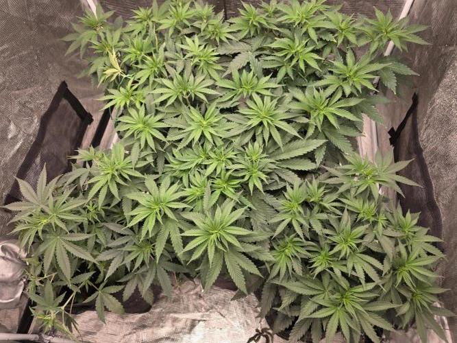 LemonCherryRuntz - FastBuds. Week 6