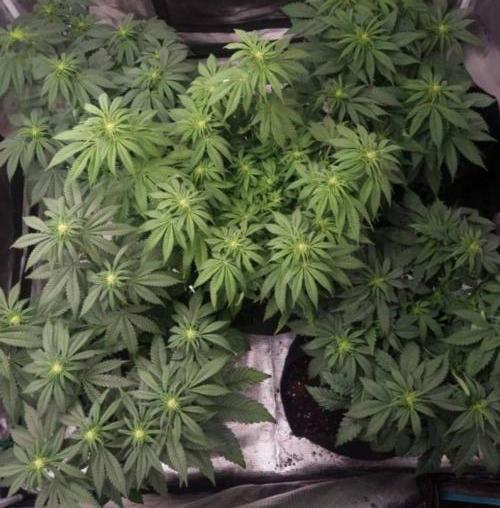 Kong'sKrush - GreenHouseSeed. Week 7