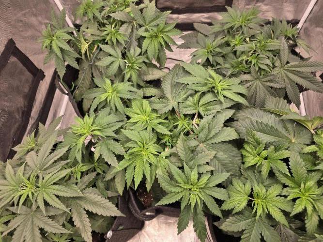 WeddingCheeseCakeFF. Week 5