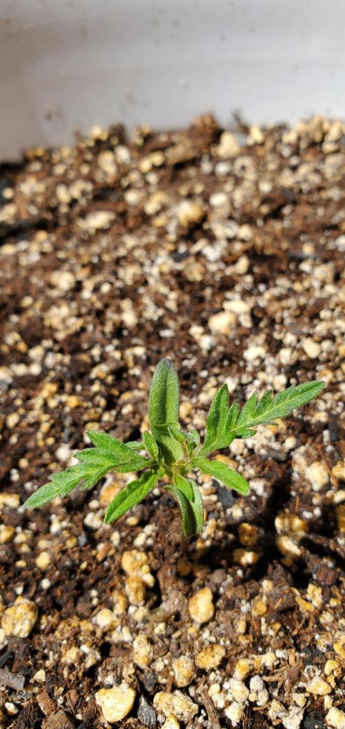 Frosty's Auto Freak Contest. Week 1