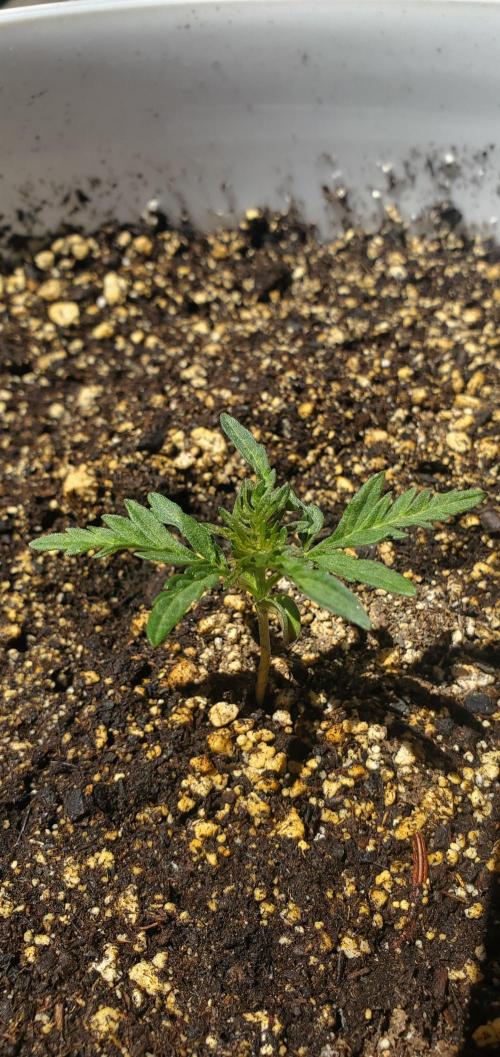 Frosty's Auto Freak Contest. Week 1 - Slow start, gotta be patient