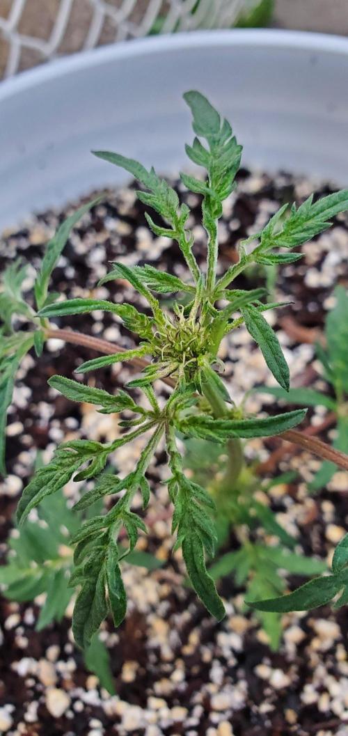 Frosty's Auto Freak Contest. Week 2