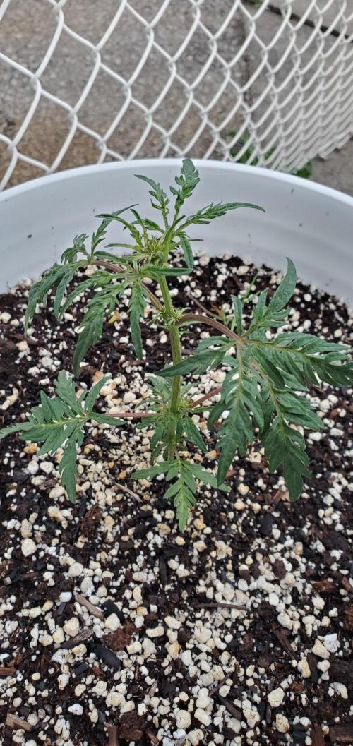 Frosty's Auto Freak Contest. Week 2