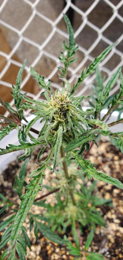 Frosty's Auto Freak Contest. Week 3