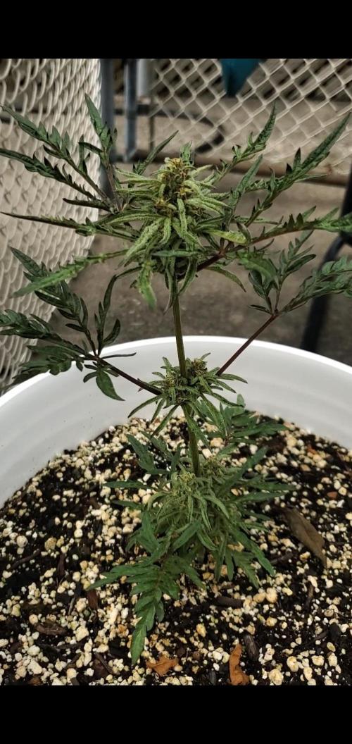 Frosty's Auto Freak Contest. Week 3