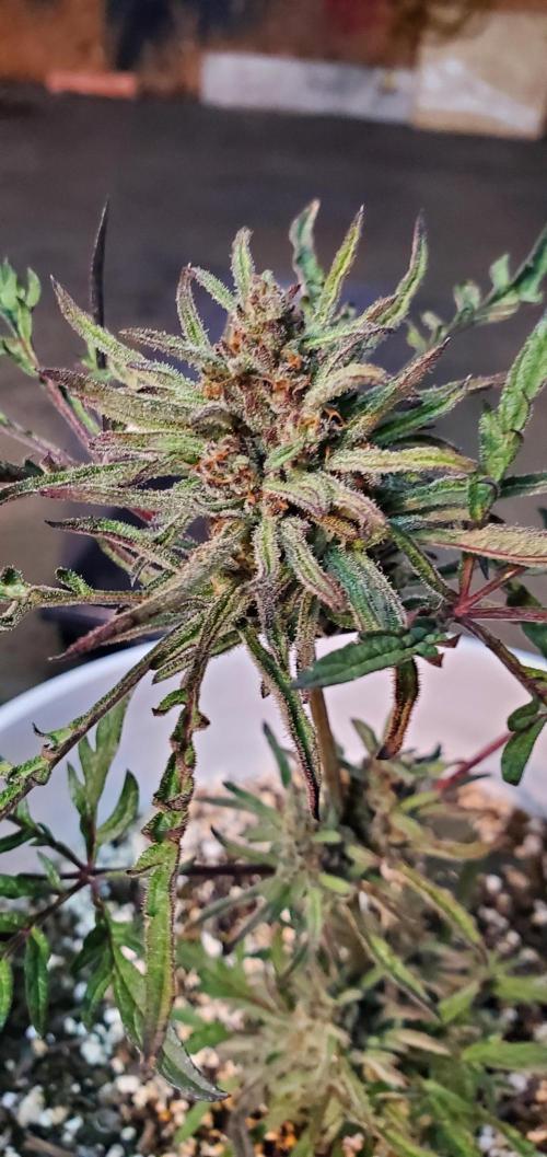 Frosty's Auto Freak Contest. Week 6