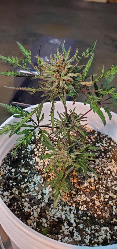 Frosty's Auto Freak. Week 6