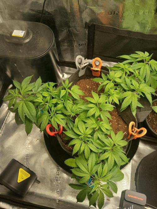 Red Runtz "hella topped". Week 2 - Clone taken in such a way I can make a "Hella top" plant by having three mains