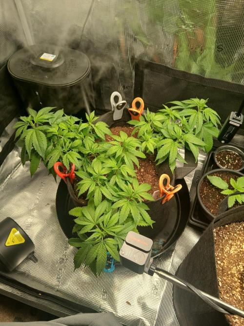 Red Runtz "hella topped". Week 2